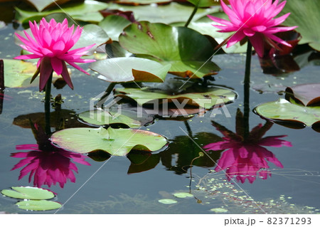 水面に映り込むピンクの睡蓮の花 水面に映り込むピンクの睡蓮の花 82371293