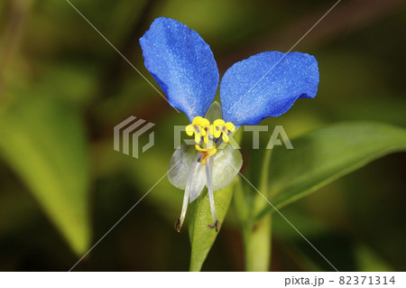 ツユクサの花 82371314