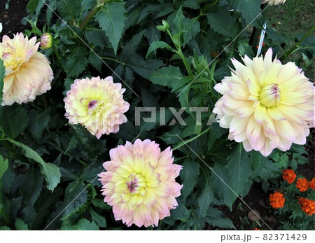 秋の可憐な花たち 秋の可憐な花たち 82371429