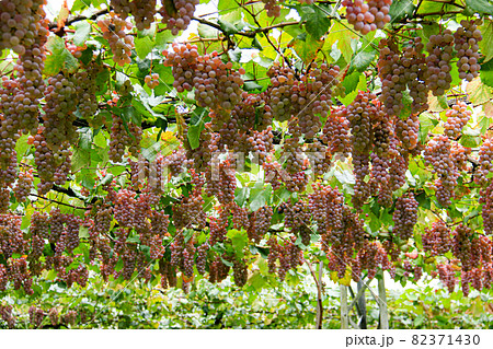 山梨県勝沼市　勝沼ぶどうの郷の風景　甲州 82371430