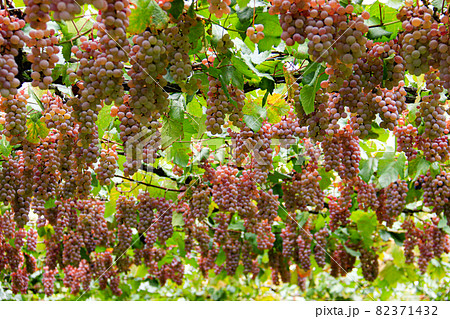 山梨県勝沼市 勝沼ぶどうの郷の風景 甲州 山梨県勝沼市 勝沼ぶどうの郷の風景 甲州 82371432