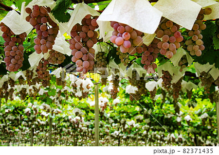 山梨県勝沼市 勝沼ぶどうの郷の風景 山梨県勝沼市 勝沼ぶどうの郷の風景 82371435