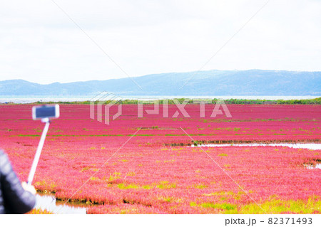 一面赤色の染まるサンゴ草　スマホ　撮影　人物　能取湖　北海道網走市 82371493