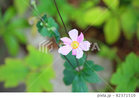 シュウメイギクの花 82371510
