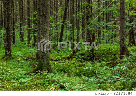 Forest landscape with trunks of spruce trees Forest landscape with trunks of spruce trees 82371594