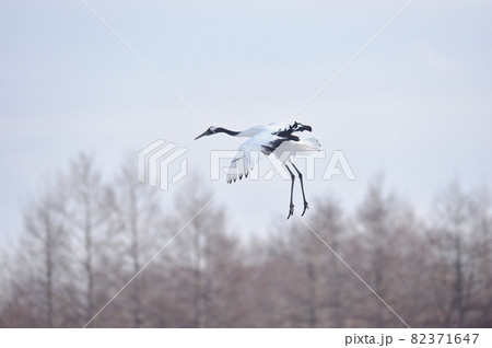 空を飛ぶタンチョウ（北海道・鶴居） 82371647