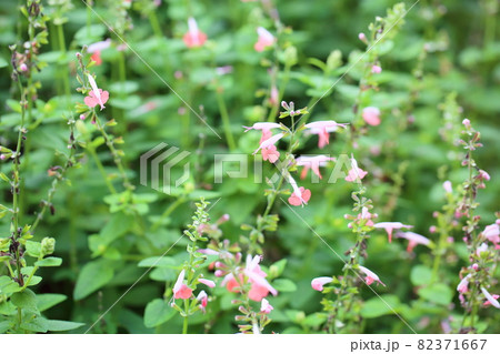 サルビアコネクシアの花　コーラルニンフ 82371667