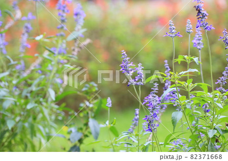 サルビアファリナセアの花 82371668