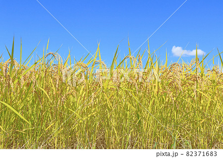 黄金色の稲穂と青空 黄金色の稲穂と青空 82371683
