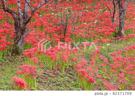 佐川のタコ公園の彼岸花 82371709