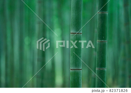 孟宗竹の竹林 82371826