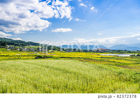 秋の稲刈りとそば畑　松本市 82372378