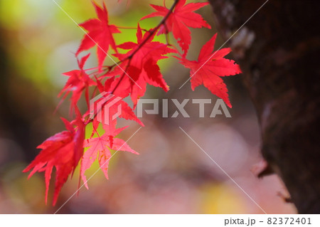 真っ赤な紅葉 駒ケ根高原 真っ赤な紅葉 駒ケ根高原 82372401