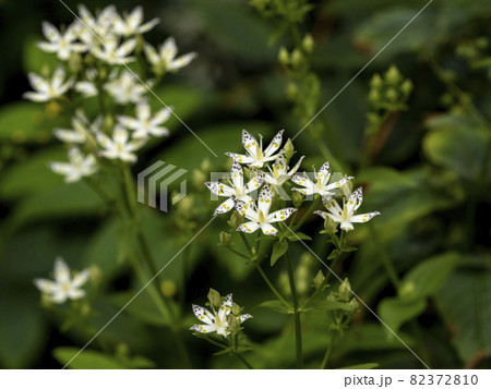 アケボノソウの花 82372810