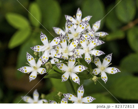 アケボノソウの花 82372813