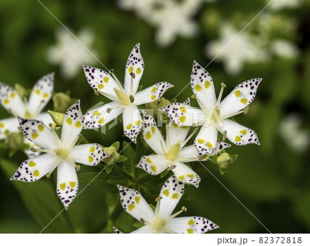 アケボノソウの花 82372818