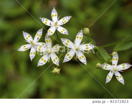 アケボノソウの花 82372823