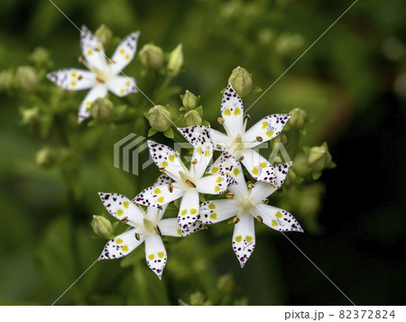 アケボノソウの花 82372824
