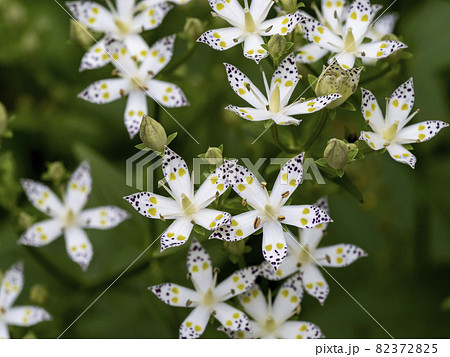 アケボノソウの花 82372825