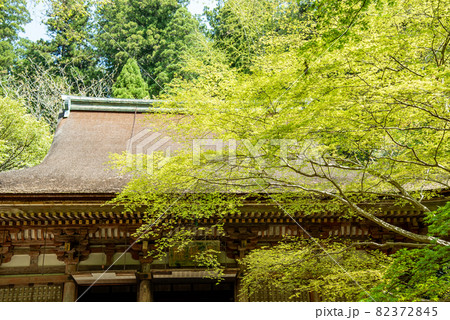 奈良県宇陀市　室生寺の金堂と新緑の青もみじ 82372845