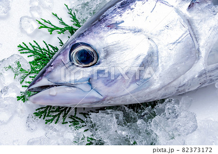 本がつお 本がつお 82373172