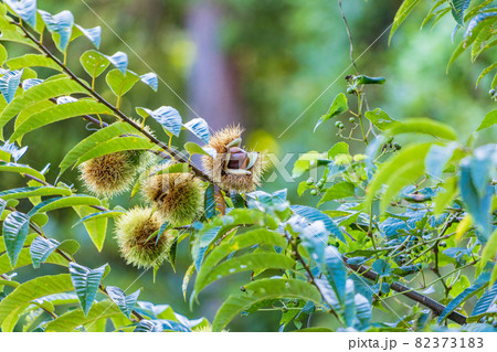 樹上の栗 82373183