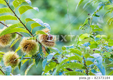 樹上の栗 82373184