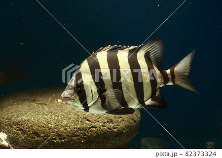イシダイ　石鯛　魚 82373324