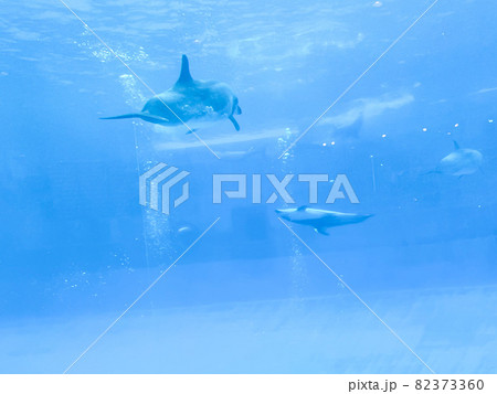 水中で楽しそうに泳ぐイルカ達 82373360