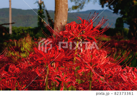 彼岸花 高島市桂浜園地 82373361
