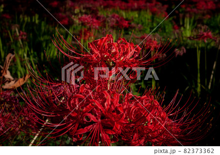 彼岸花 高島市桂浜園地 82373362