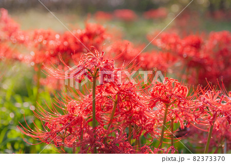 彼岸花 高島市桂浜園地 82373370