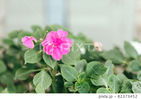 校庭に咲く花 庭に咲くピンク色の花の写真素材