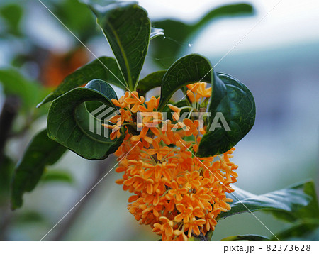 きんもくせい きんもくせい 82373628