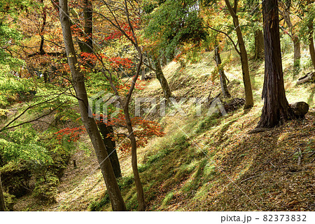 飯山白山森林公園の紅葉 飯山白山森林公園の紅葉 82373832