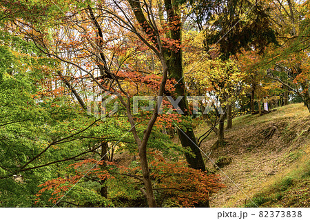 飯山白山森林公園の紅葉の写真素材 3738