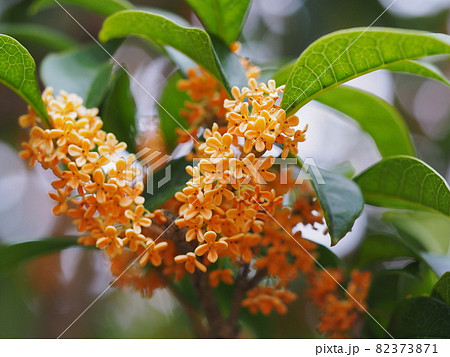 きんもくせい きんもくせい 82373871