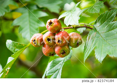 オオミサンザシ （大実山査子 　学名；Crataegus pinnatifida var. majo 82374184