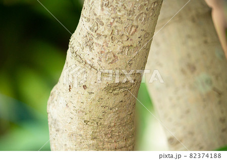 セイロンニッケイ(錫蘭肉桂、学名:Cinnamomum verum)の樹皮、シナモンの原料 セイロンニッケイ(錫蘭肉桂、学名:Cinnamomum verum)の樹皮、シナモンの原料 82374188