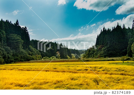 ≪秋田≫山里の収穫前の稲穂 ≪秋田≫山里の収穫前の稲穂 82374189