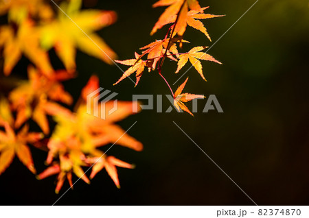 さわやか秋の紅葉景色「もみじ」クローズアップ2020年秋撮影 82374870