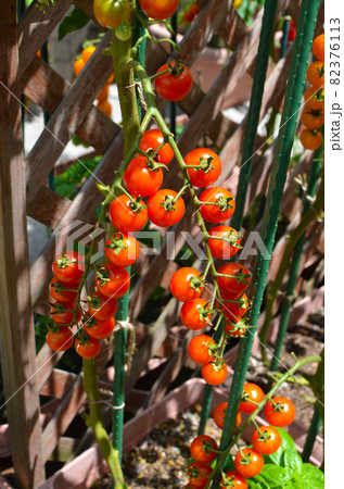 ルーフバルコニーでミニトマトをプランター栽培 82376113