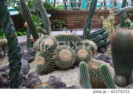 大型のサボテンの写真素材