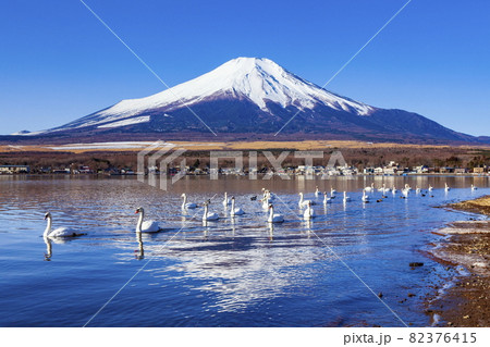 富士山と白鳥　山梨県南都留郡山中湖にて 82376415