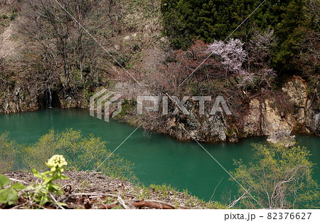 春の月山ダム湖山桜とふきのとう 春の月山ダム湖山桜とふきのとう 82376627