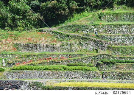 広内・上原地区の棚田 広内・上原地区の棚田 82376694
