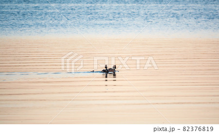 The waterfowl birds, great crested grebe with chicks, swimming in the lake. 82376819