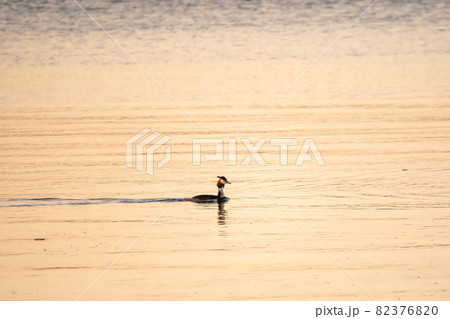 Great Crested Grebe swimming in the calm lake 82376820