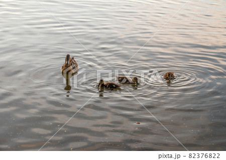 A family of ducks, a duck and its little ducklings are swimming in the water. The duck takes care of its newborn ducklings. Mallard, lat. Anas platyrhynchos 82376822