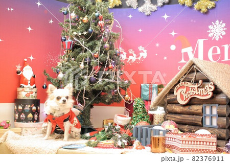クリスマスデコレーションのフォトスポットでチワワのペット撮影会 82376911